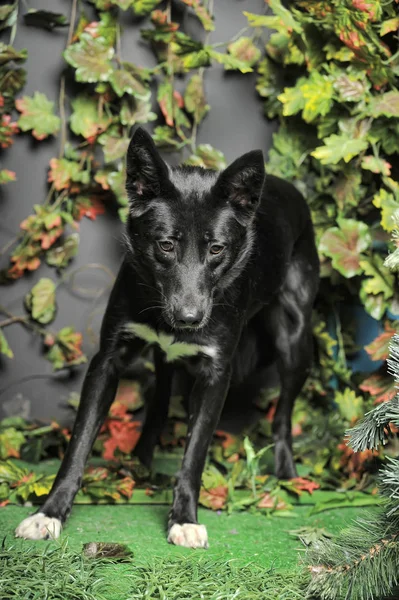 Mestiço cão preto em um fundo de verde — Fotografia de Stock