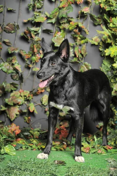 Czarny pies mestizo na tle zieleni — Zdjęcie stockowe