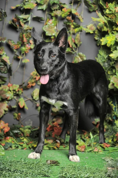 Schwarzer Hundemestizo auf grünem Hintergrund — Stockfoto