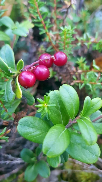 Lingonberry berries on a bush — Stock Photo, Image