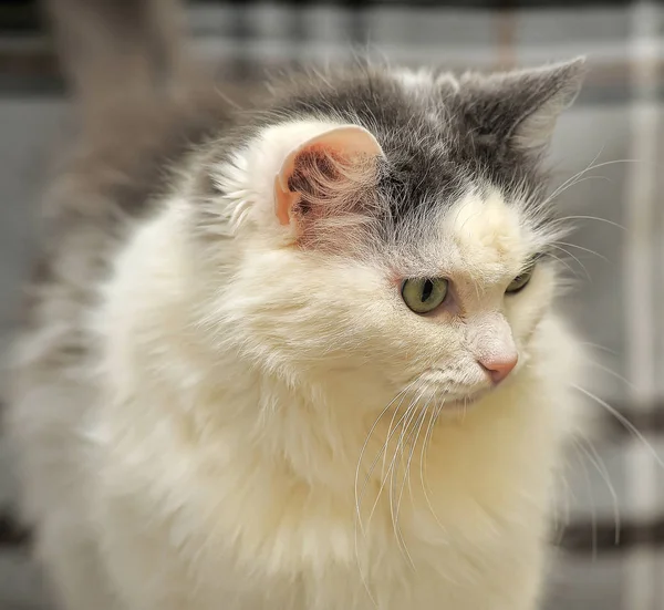 White and gray cat — Stock Photo, Image