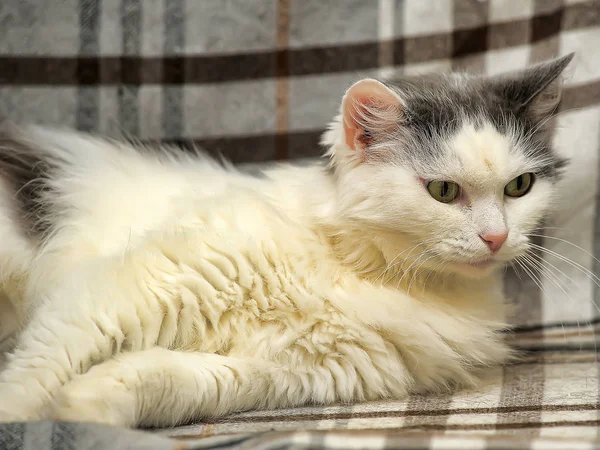 Vita och grå katt — Stockfoto