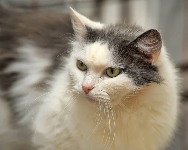 White and gray cat — Stock Photo, Image