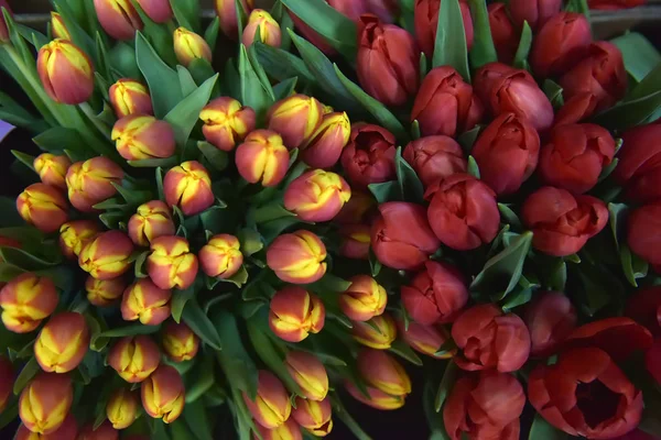 Vörös és sárga tulipán — Stock Fotó
