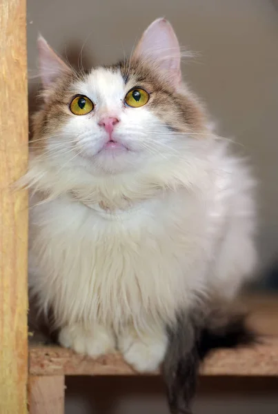 Witte en bruine pluizige kat — Stockfoto