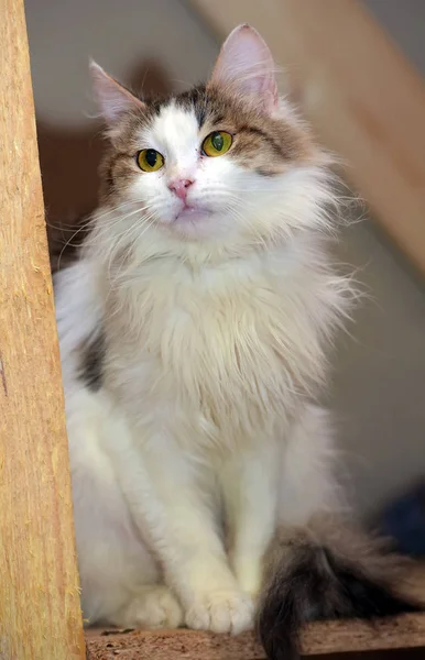 Weiße und braune flauschige Katze — Stockfoto
