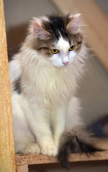 Белый и коричневый пушистый кот — стоковое фото