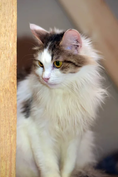 Weiße und braune flauschige Katze — Stockfoto