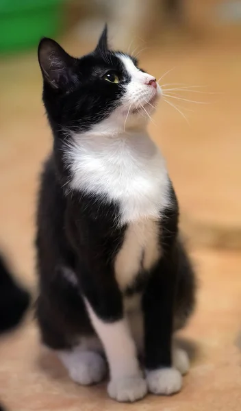 Black and white cat sits — 스톡 사진