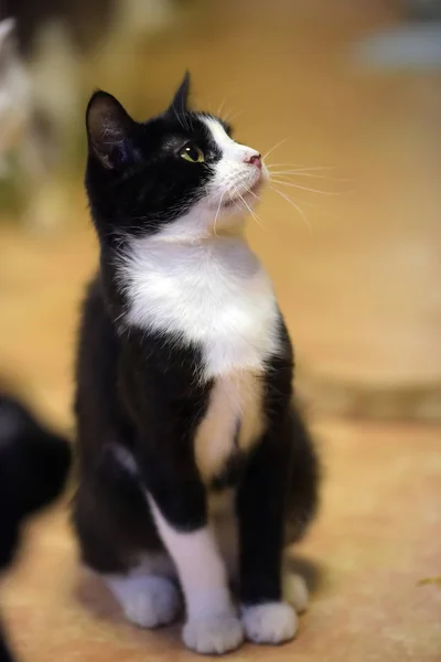 Black and white cat sits — Stock Photo, Image