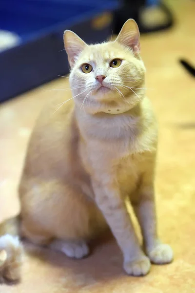 Cat sits and looks up — Stock Photo, Image