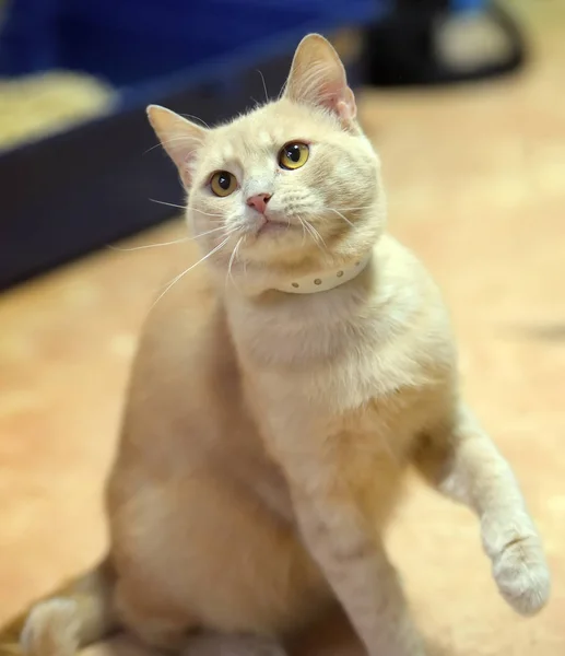 Retrato gato rojo con ojos amarillos —  Fotos de Stock