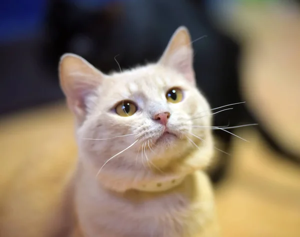Piros macska portré -val sárga szem — Stock Fotó