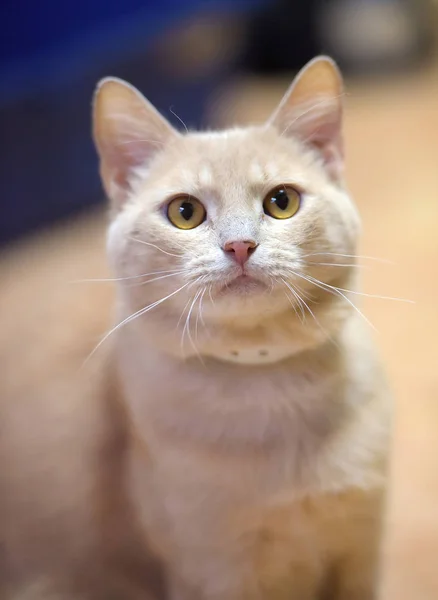 Retrato de gato vermelho com olhos amarelos — Fotografia de Stock