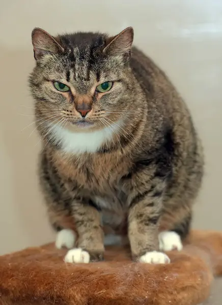 Gato tabby con pecho blanco , — Foto de Stock