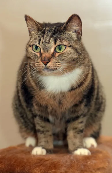 Tabby cat with white breast, — Stockfoto