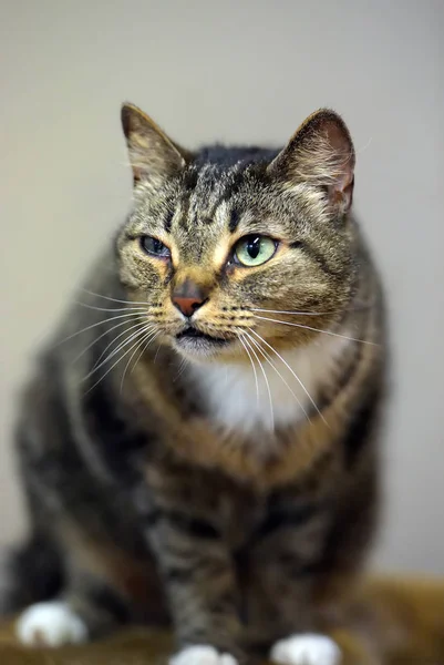 Tabby cat with white breast, — Stok fotoğraf