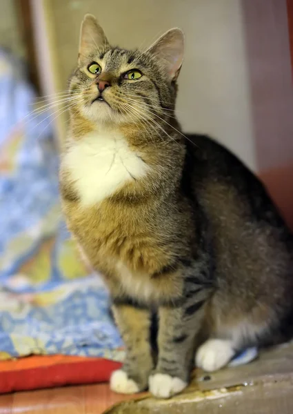 Listrado com branco shorthair europeu gato — Fotografia de Stock