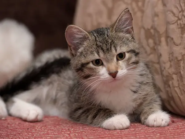 A strisce con bianco giovane gatto — Foto Stock