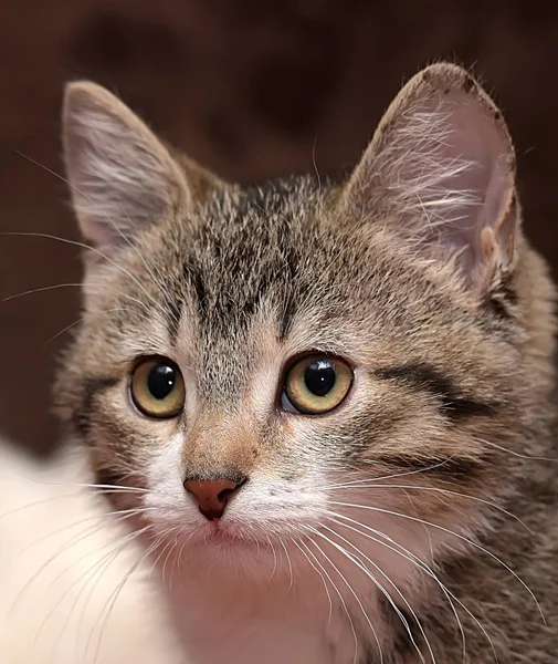 Gestreift mit weißer junger Katze — Stockfoto