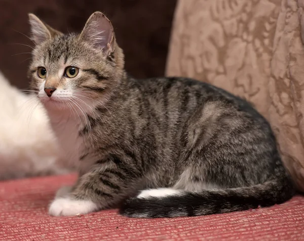 Gestreept met witte jonge kat — Stockfoto