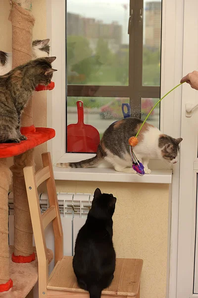 Kediler evde oynar. — Stok fotoğraf
