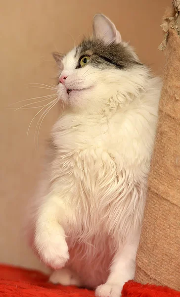 Cute white with gray cat — Stock Photo, Image