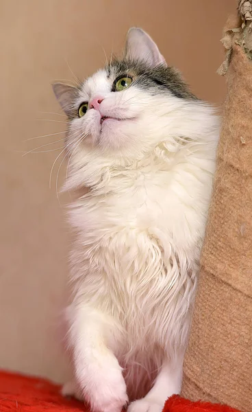 Bonito branco com cinza gato — Fotografia de Stock