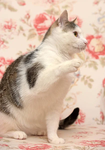 白とグレーの遊び心のある猫 — ストック写真