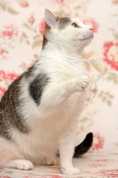 Vit och grå lekfull katt — Stockfoto