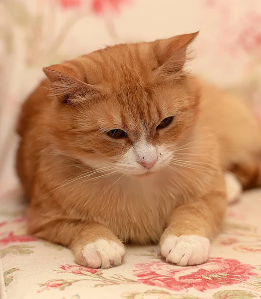 Gato doméstico rojo y blanco — Foto de Stock