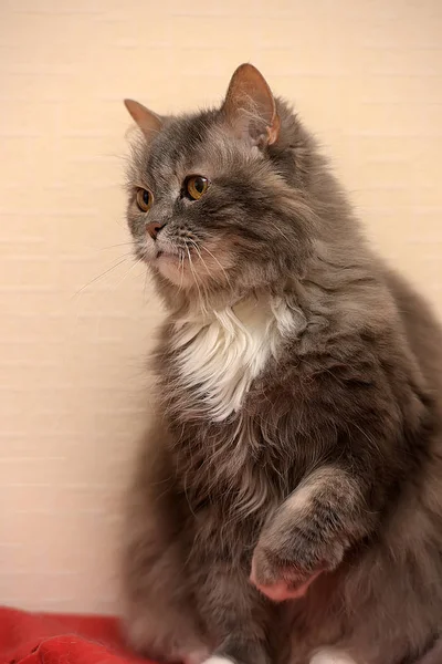 Серый с белой грудью пушистый кот — стоковое фото
