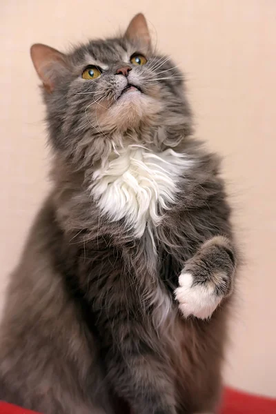 Gray with a white breast fluffy cat — Stock Photo, Image