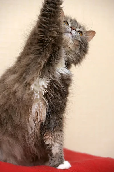 Gris con un blanco pecho esponjoso gato — Foto de Stock