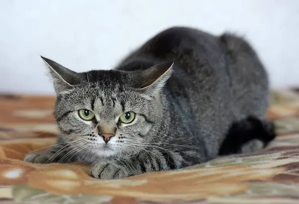 Короткоглазый европейский кот — стоковое фото