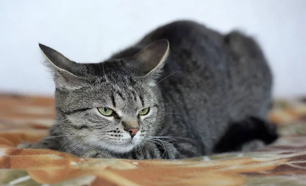 Taquigrafía europeo de ojos verdes gato —  Fotos de Stock