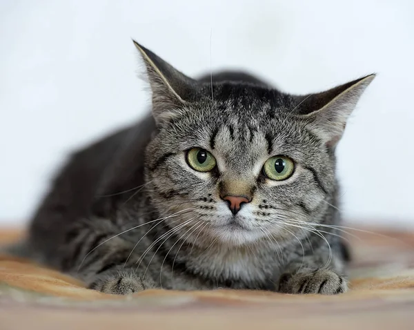 Shorthair european green-eyed cat — 스톡 사진