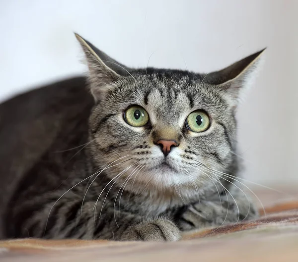 Shorthair europeu de olhos verdes gato — Fotografia de Stock