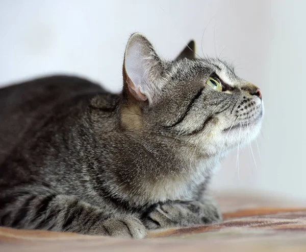 Shorthair europeu de olhos verdes gato — Fotografia de Stock