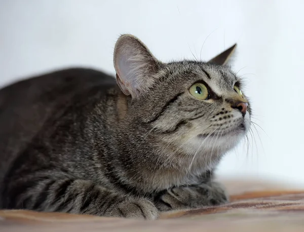 Shorthair european green-eyed cat — Stock Photo, Image