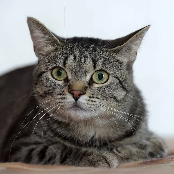 Shorthair european green-eyed cat — Stock Photo, Image