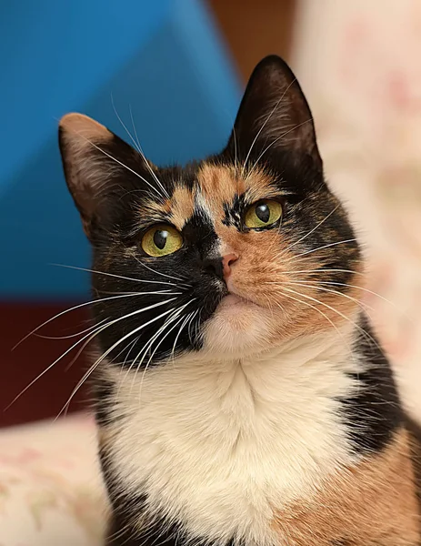Krótkowłosy kot trójkolorowy — Zdjęcie stockowe
