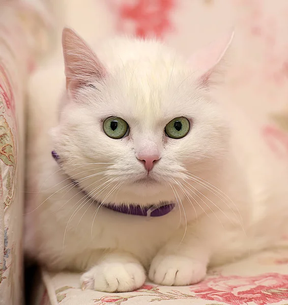 Gato branco satisfeito em um colarinho — Fotografia de Stock