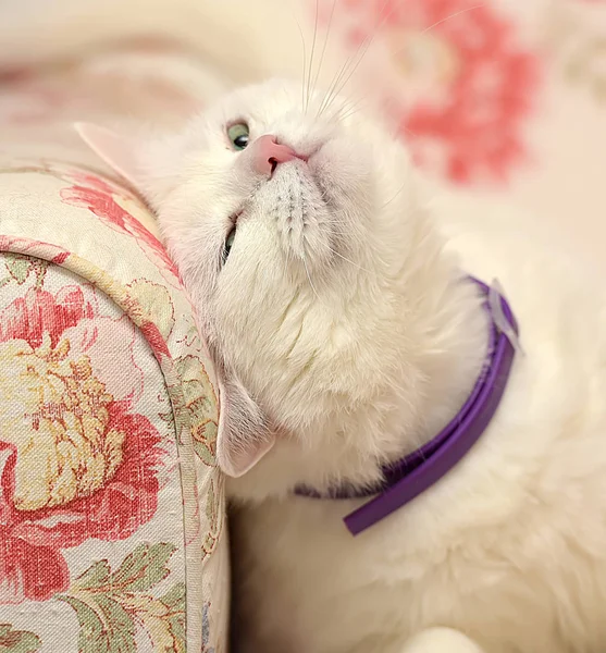 Contented white cat in a collar — Stok fotoğraf