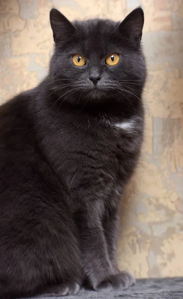 Gato británico mirando el marco — Foto de Stock