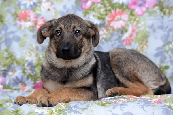 Brown puppy looking uptight — 스톡 사진