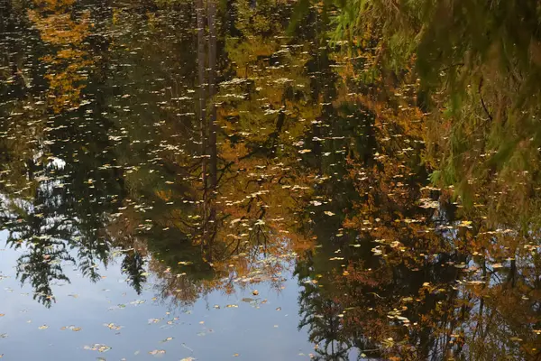 Estanque en otoño con hojas flotando en él en otoño — Foto de Stock