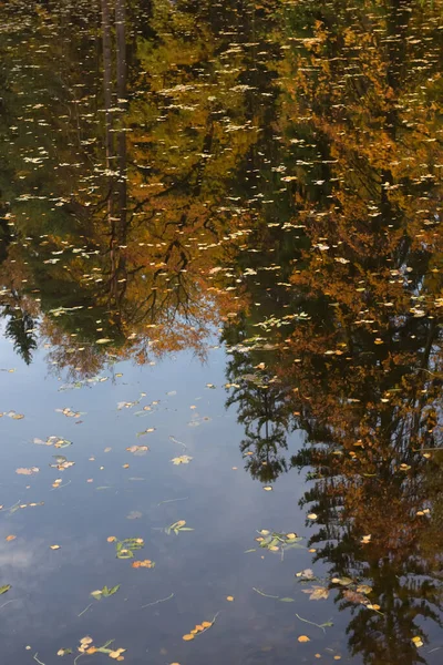 Estanque en otoño con hojas flotando en él en otoño — Foto de Stock