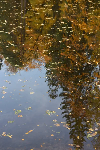 Lagoa no outono com folhas flutuando nele no outono — Fotografia de Stock