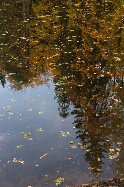 Lagoa no outono com folhas flutuando nele no outono — Fotografia de Stock